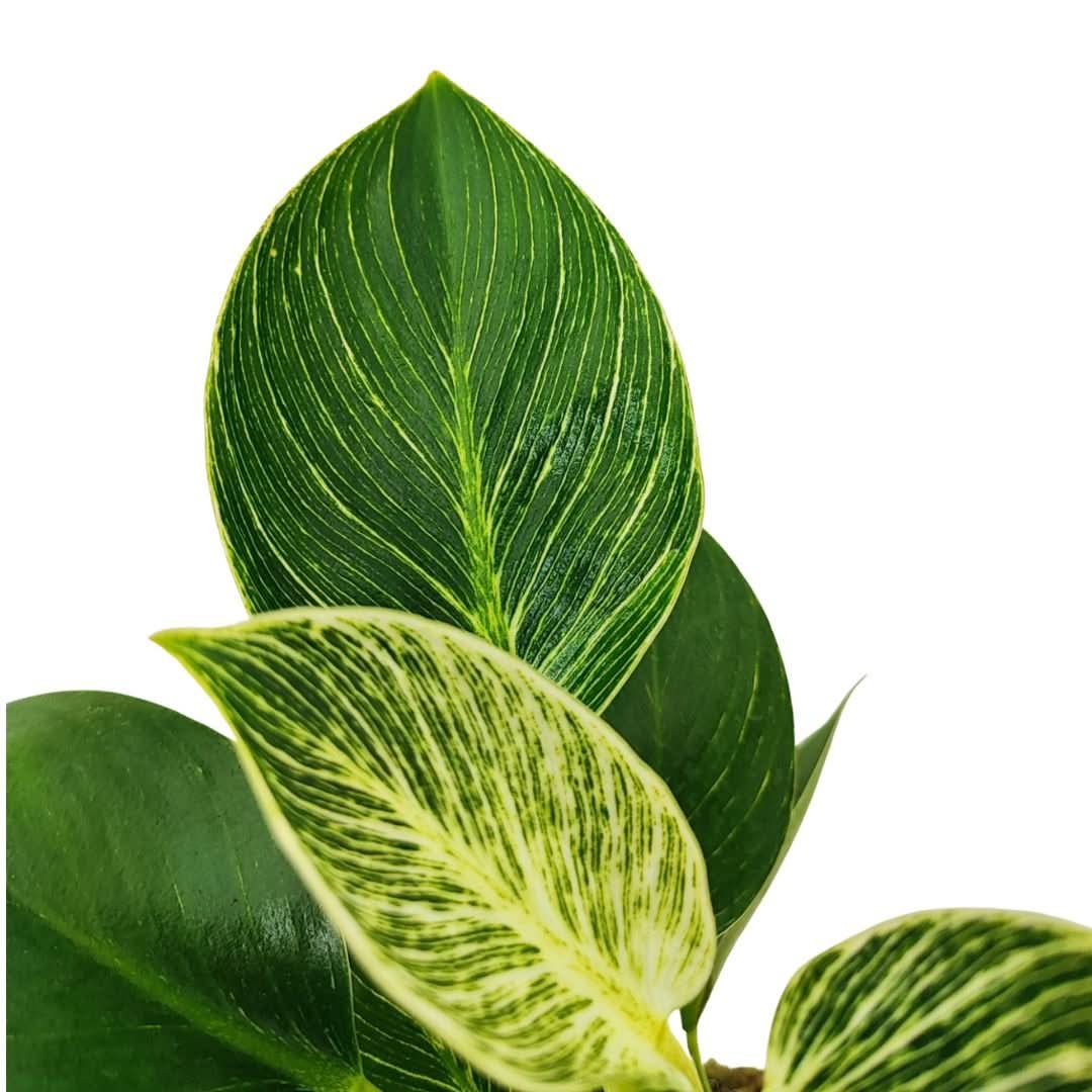 Kokedama Philodendron Birkin