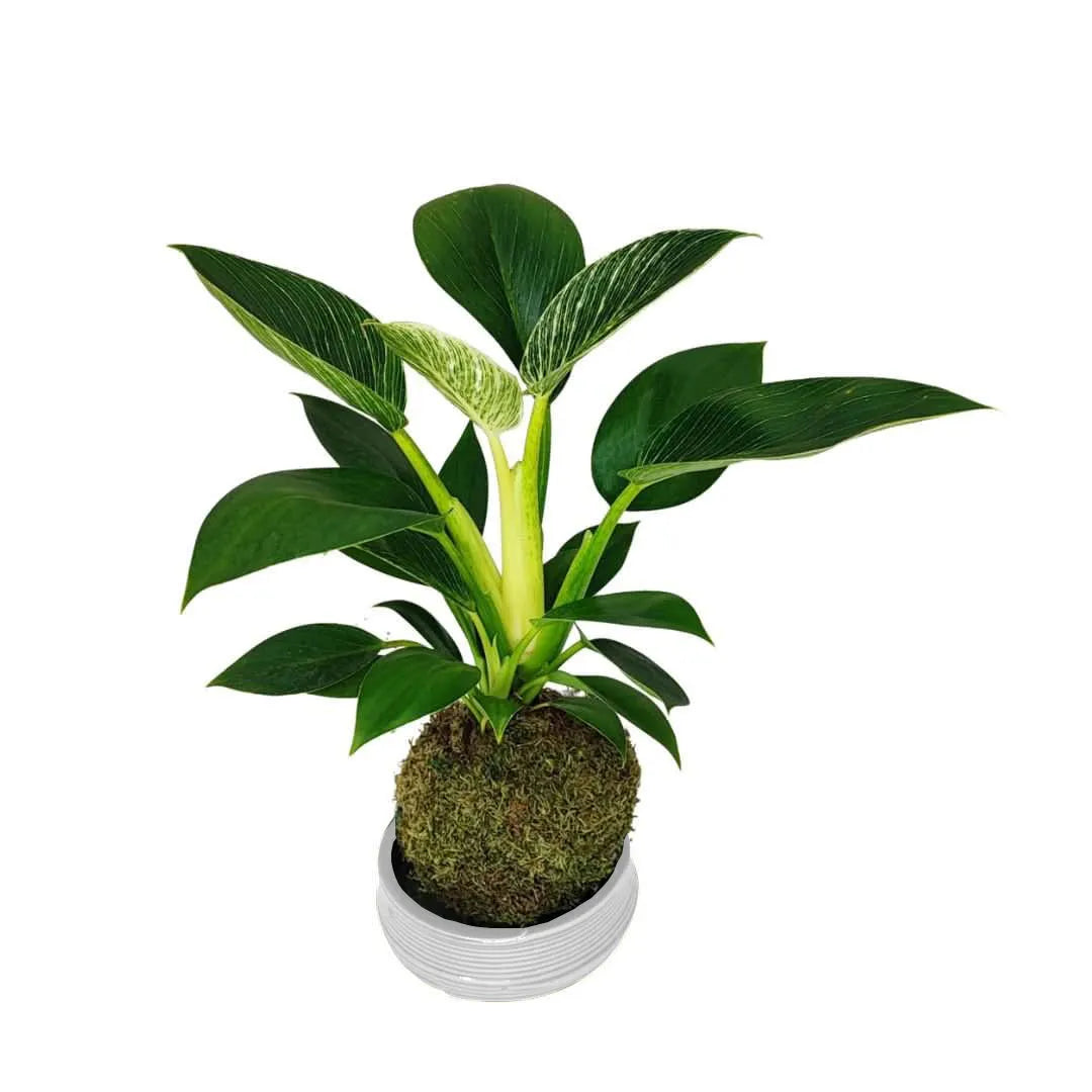 Kokedama Philodendron Birkin