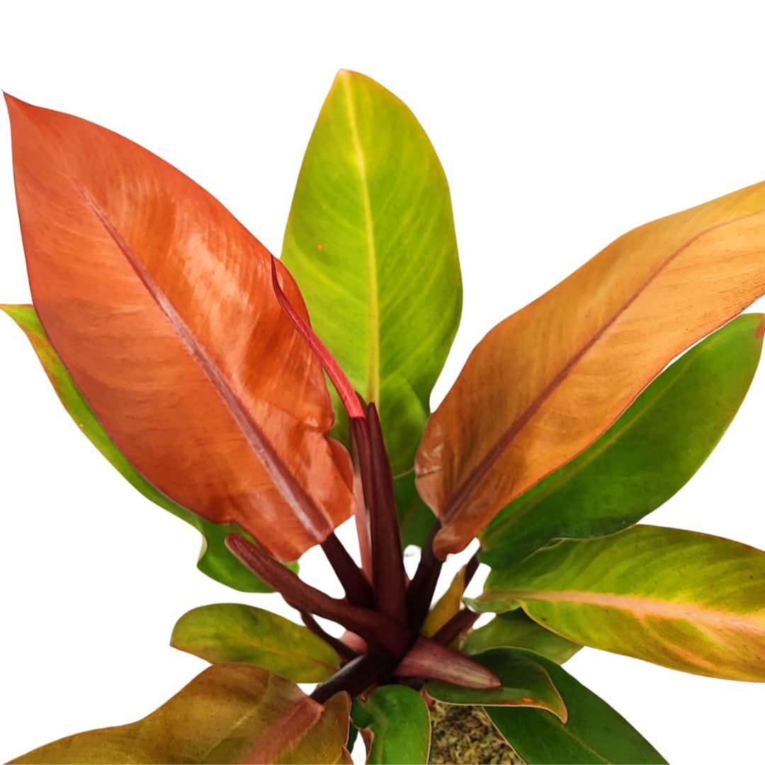 Kokedama Philodendron Orange