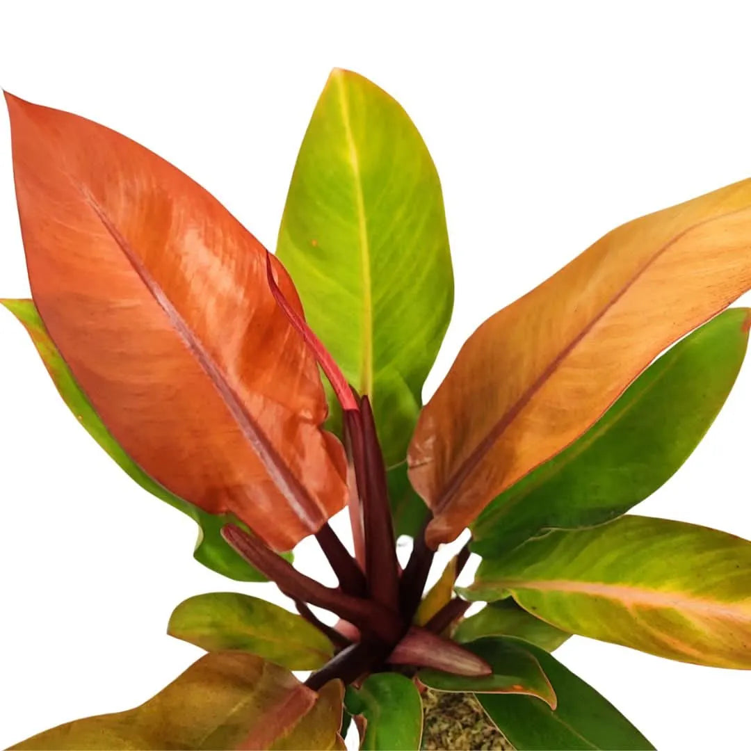 Kokedama Philodendron Orange