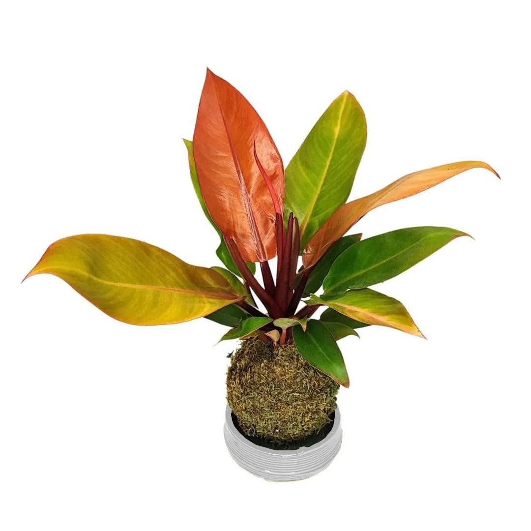 Kokedama Philodendron Orange