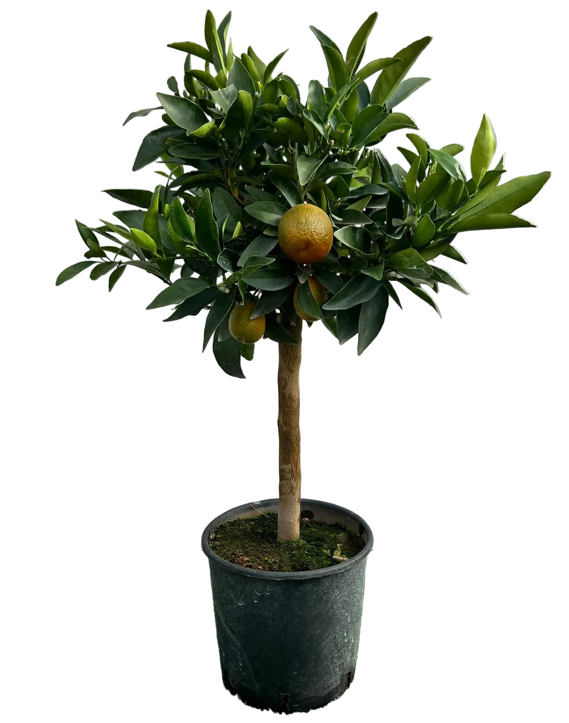 Citrus Kugle Alberello in Vaso Ø20cm H70cm – Agrume Made in Sicily