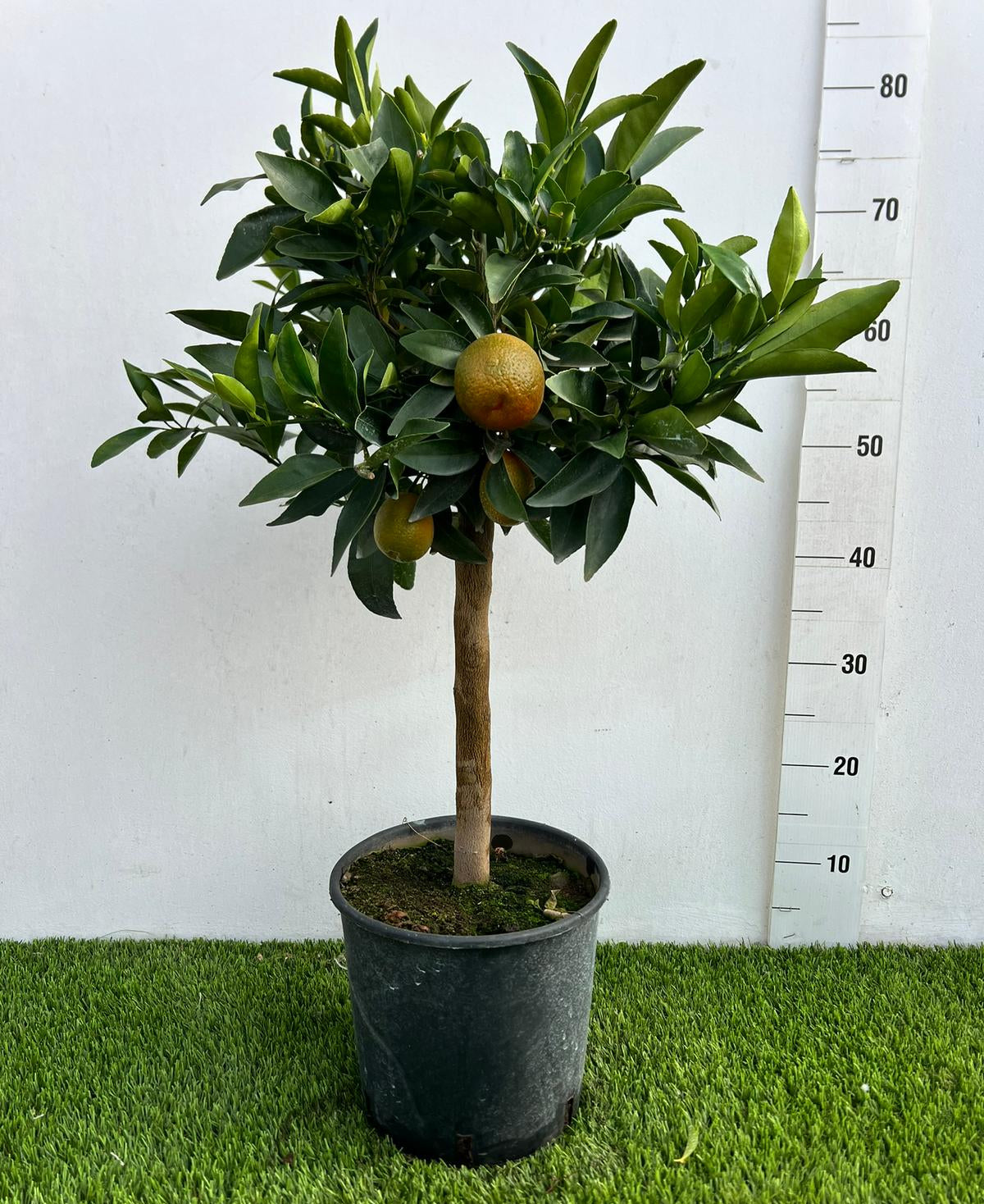 Citrus Kugle Alberello in Vaso Ø20cm H70cm – Agrume Made in Sicily