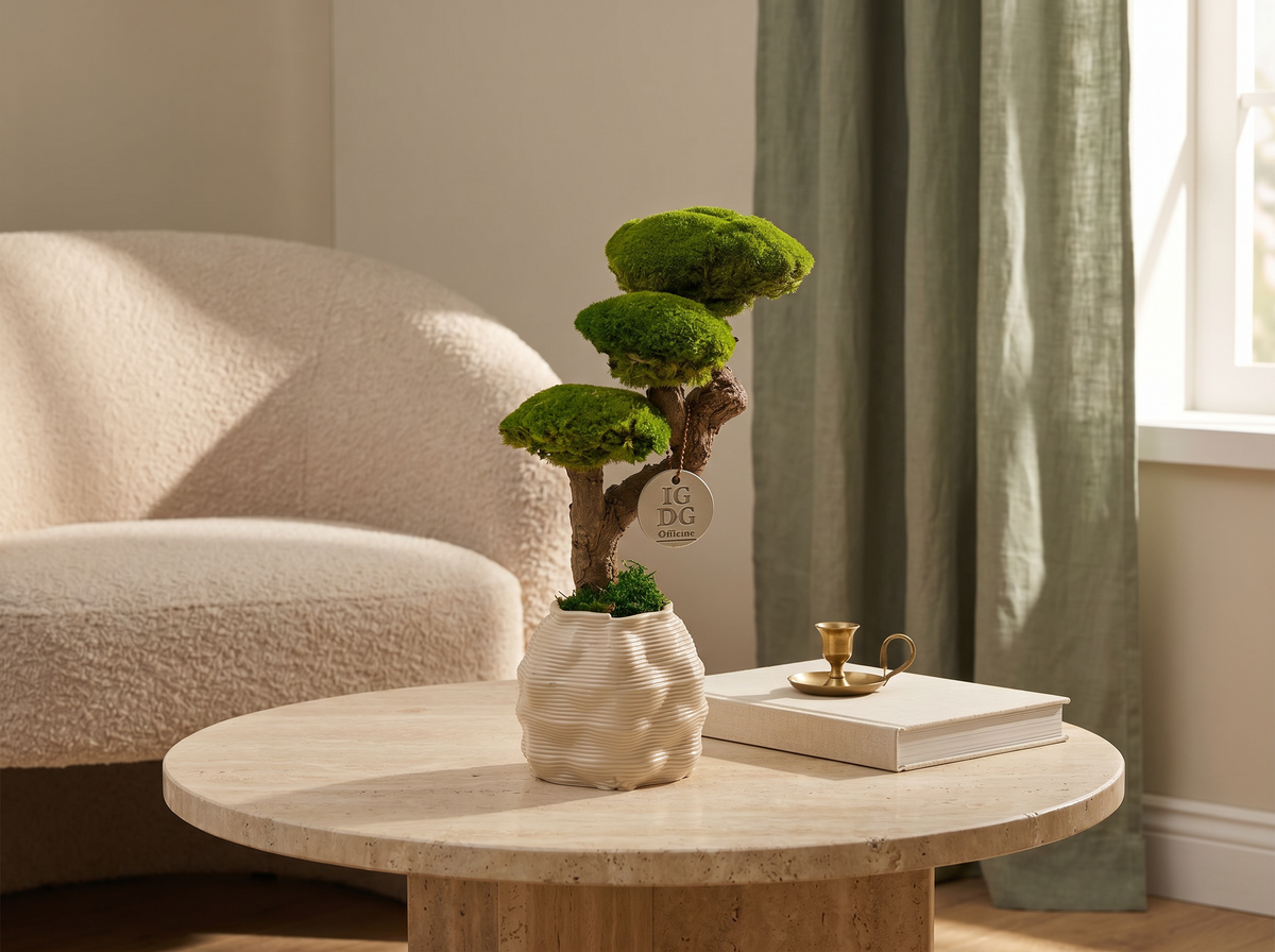 Bonsai Kumori 35 cm.  — Muschio Stabilizzato