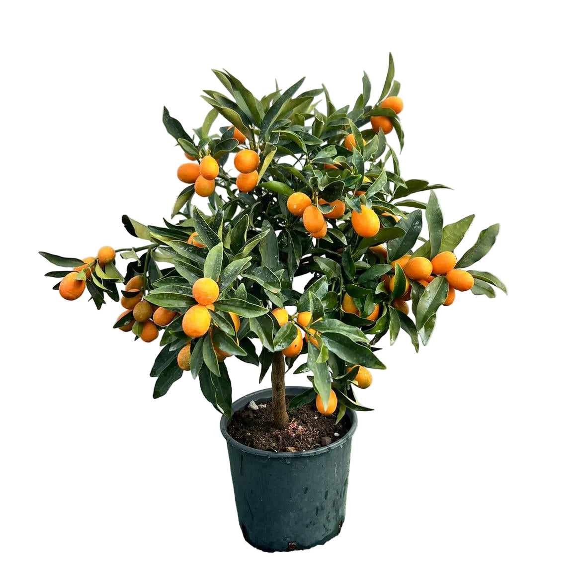 Citrus Kumquat Fortunella Alberello in Vaso Ø20cm H70cm – Agrume Made in Sicily
