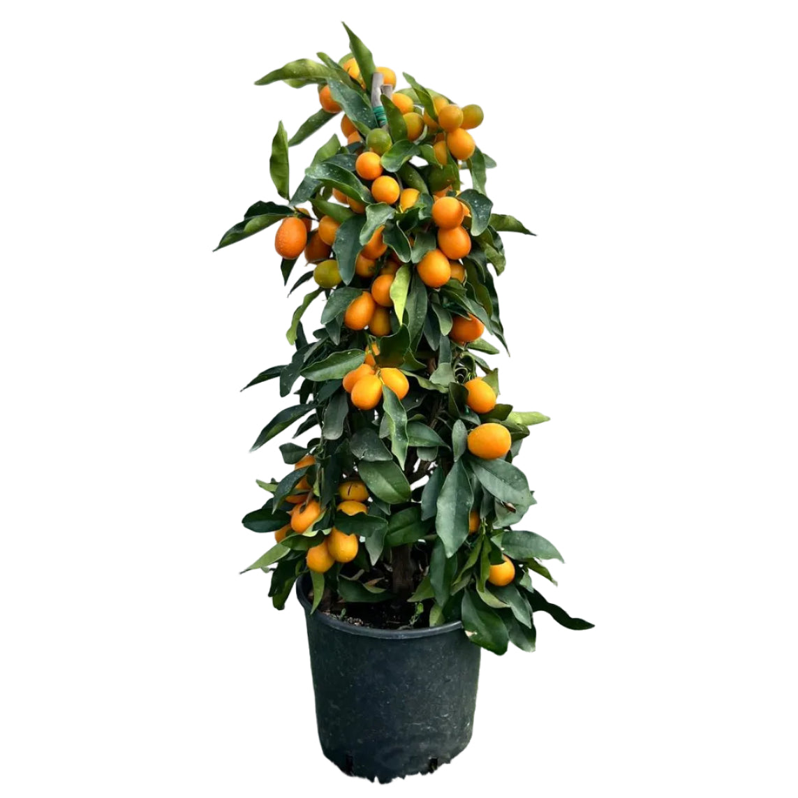 Citrus Kumquat Fortunella Piramide in Vaso Ø20cm H90cm – Agrume Made in Sicily