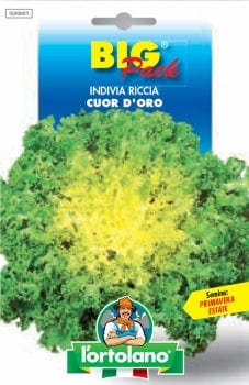 L'ortolano Indivia Riccia Cuor D'oro - Big Pack