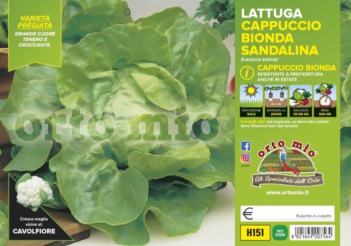 Lattuga cappuccio bionda Sandalina - 9 piante - Orto Mio