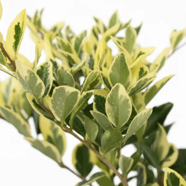 Ligustrum Texanum variegato D.18 cm