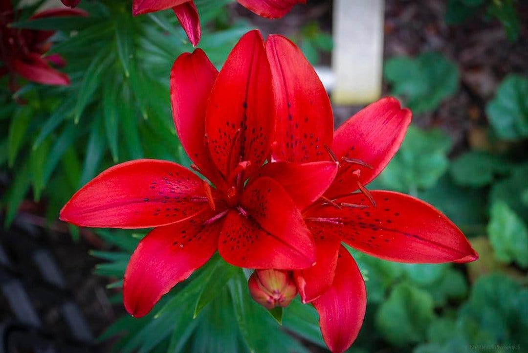 Lilium Asiatic Rosso - 1 Bulbo