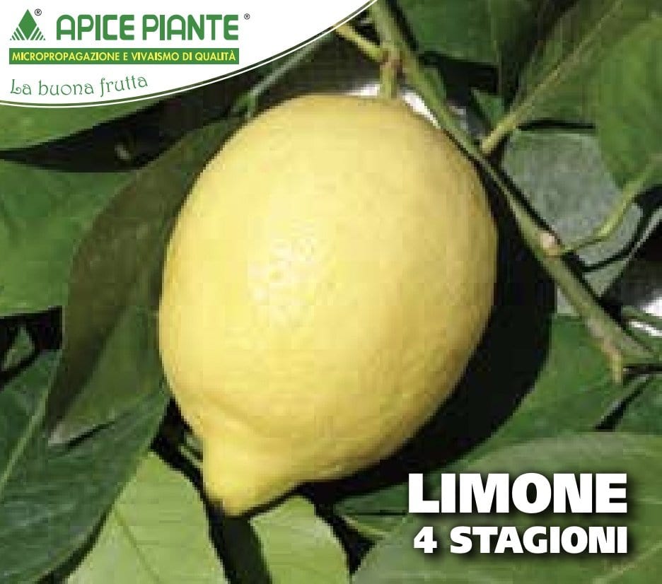 Limone 4 Stagioni - v. 20 cm - Apice Piante