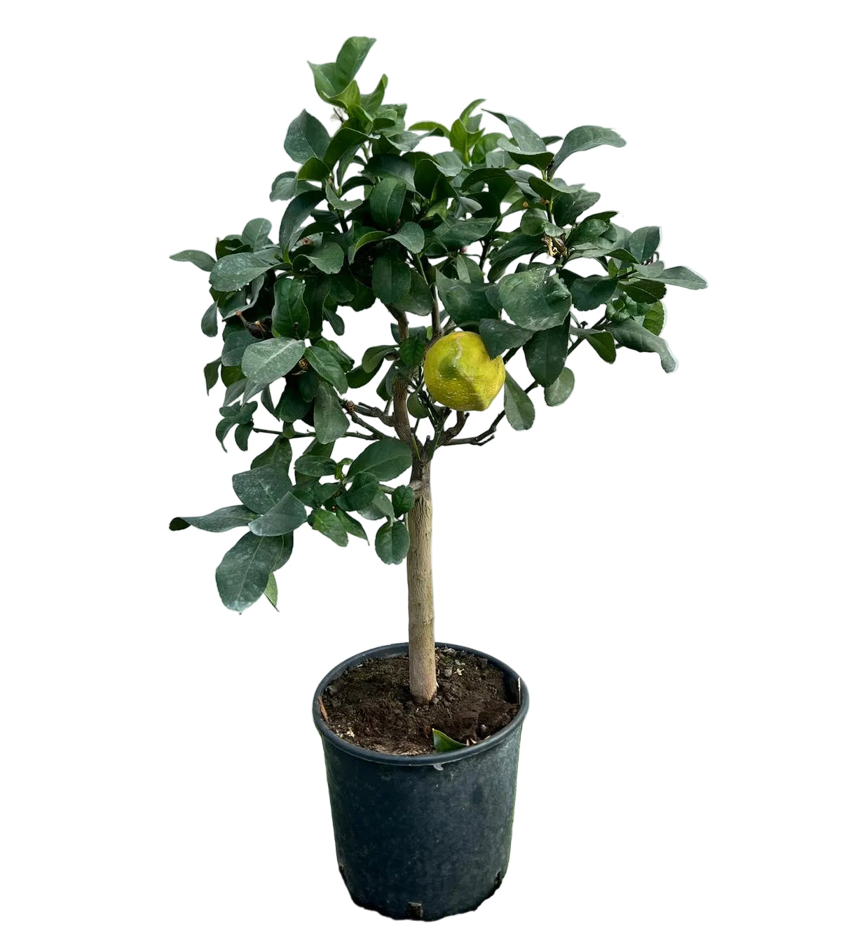 Citrus Limone Lunario Alberello in Vaso Ø20cm H70cm – Agrume Made in Sicily
