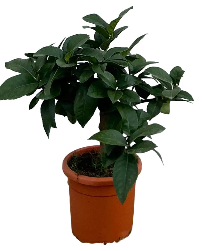 Mini Citrus Limone 4 stagioni Ø15cm H35/40cm – Agrume Made in Sicily