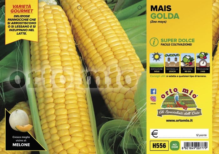 Mais Super dolce Golda F1 - 12 piante - Orto Mio