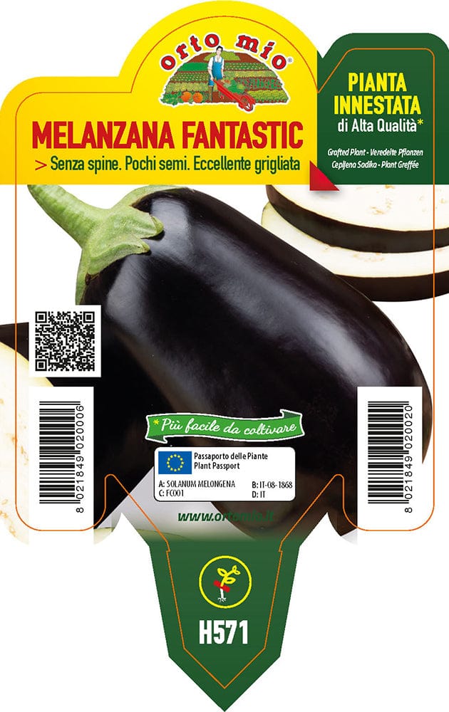 Melanzana ovale Fantastic F1 - 1 pianta Innestata v.10 cm - Orto Mio