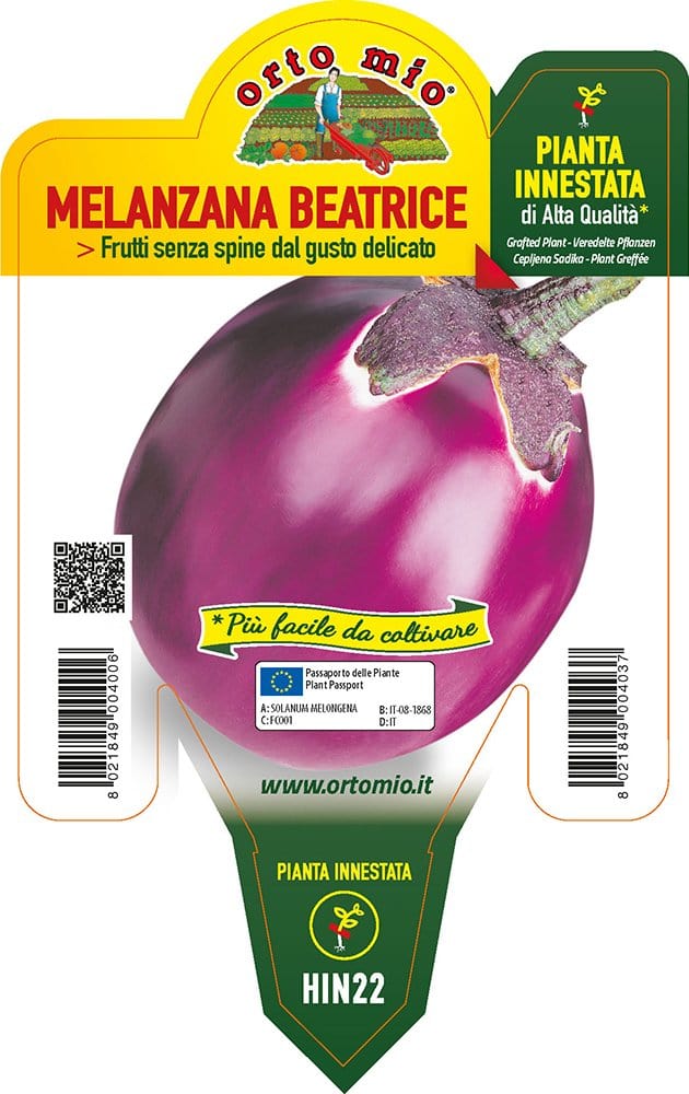 Melanzana tonda lilla Beatrice F1 - 1 pianta innestata v.14 cm - Orto Mio