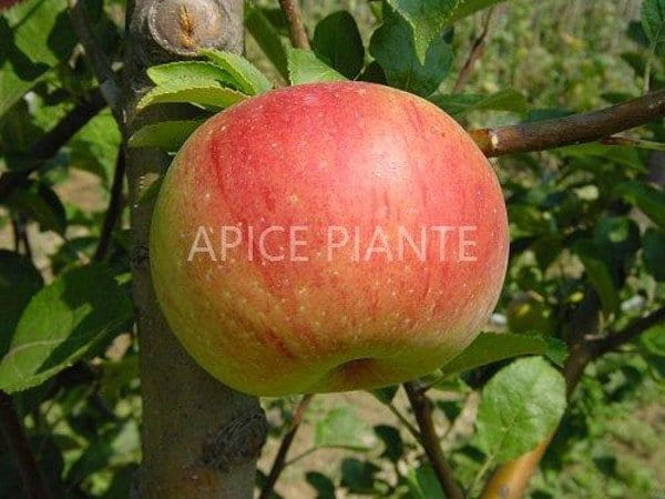Melo Annurca - v. 20 cm - Apice Piante