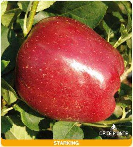 Melo Starking Rosso - v. Cm.20 - Apice Piante
