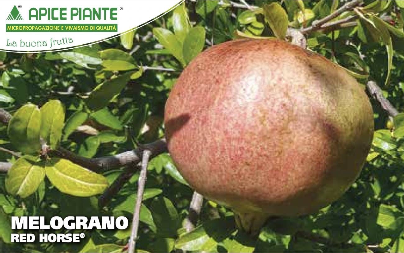 Melograno Red Horse - v. 20 x 16 cm - Apice Piante