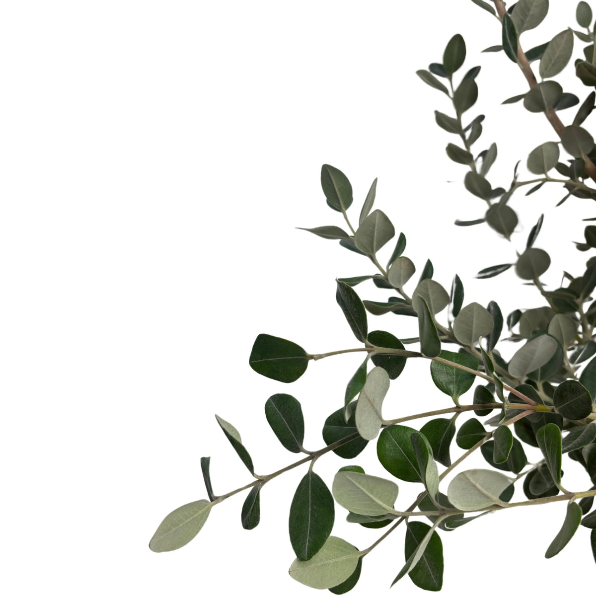 Metrosideros Excelsa