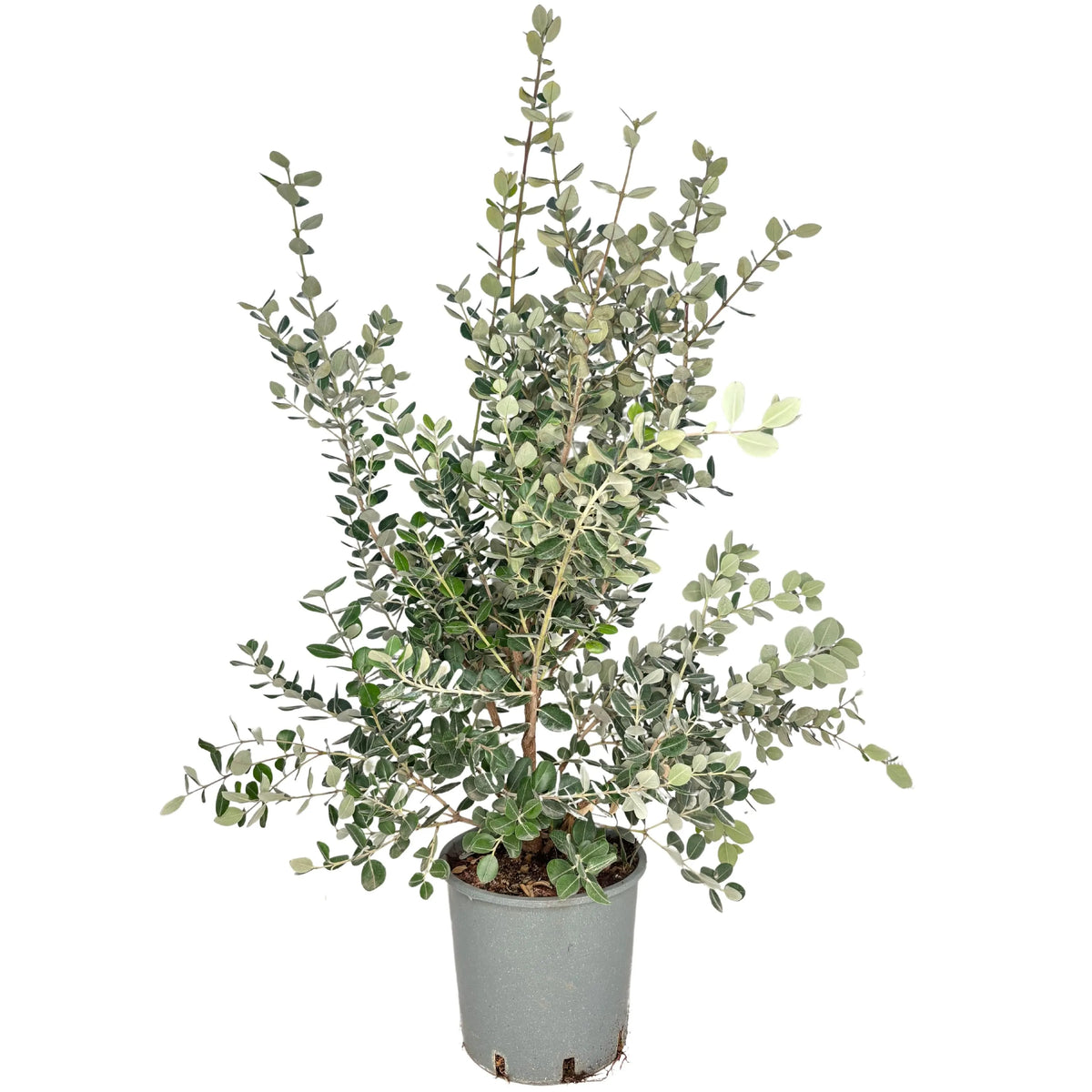 Metrosideros Excelsa