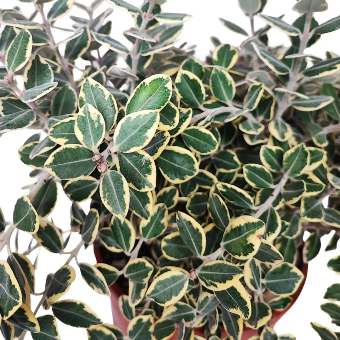 Metrosideros variegato