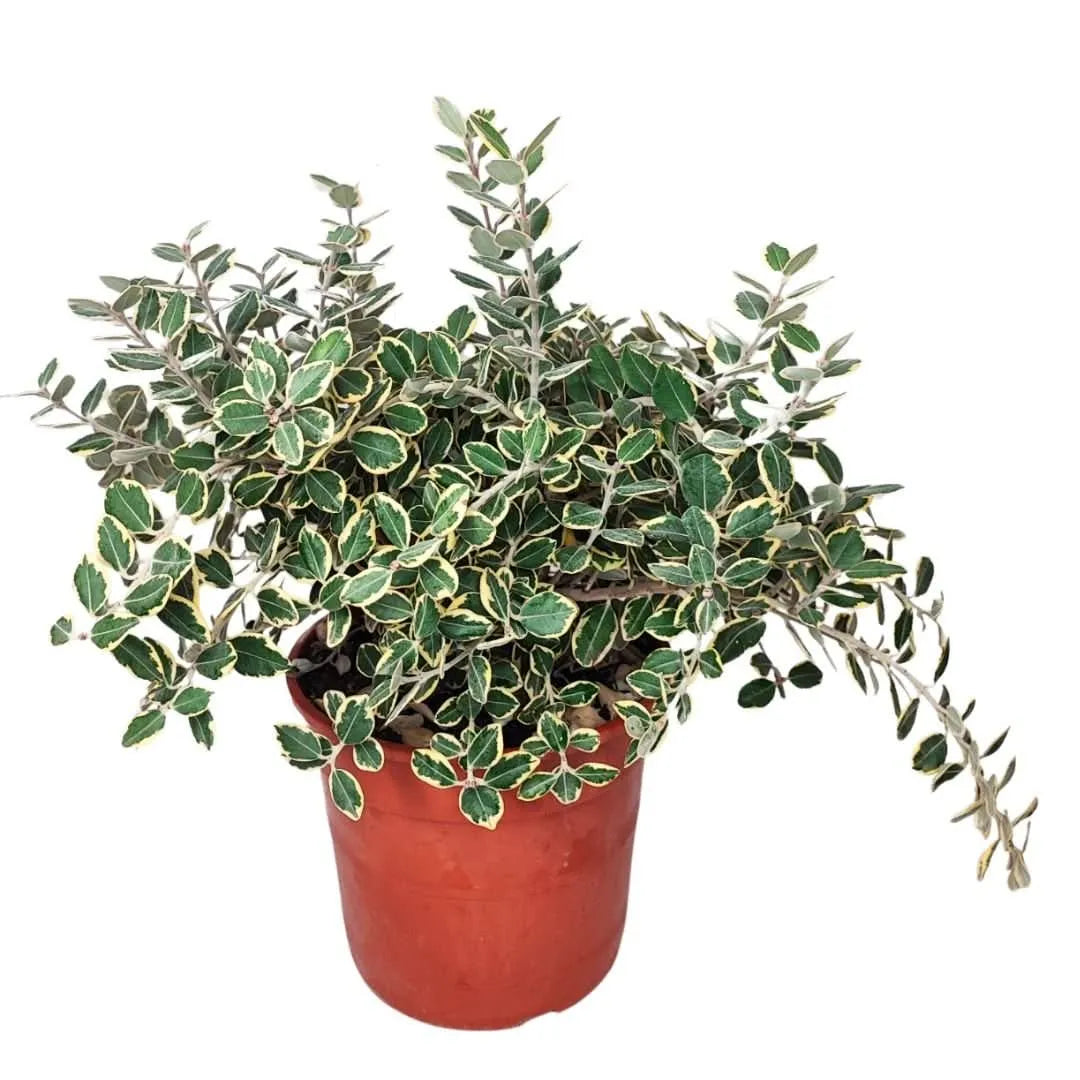 Metrosideros variegato