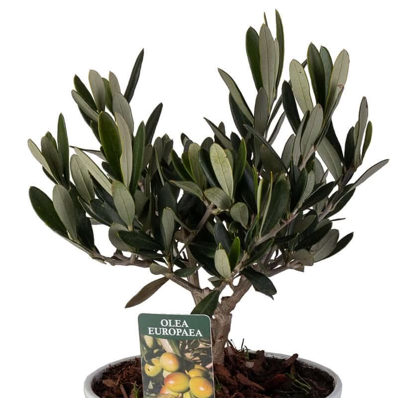 Mini Bonsai Olivo in vaso ceramica Bianco
