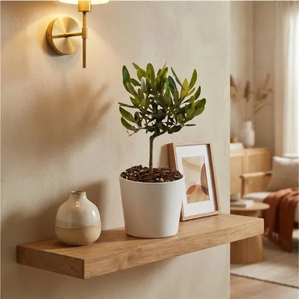 Mini Bonsai Olivo in vaso ceramica Bianco