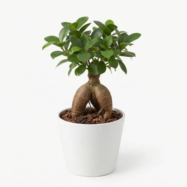 Bonsai Mini Ficus Ginseng in Vaso di Ceramica edizione festa dei nonni