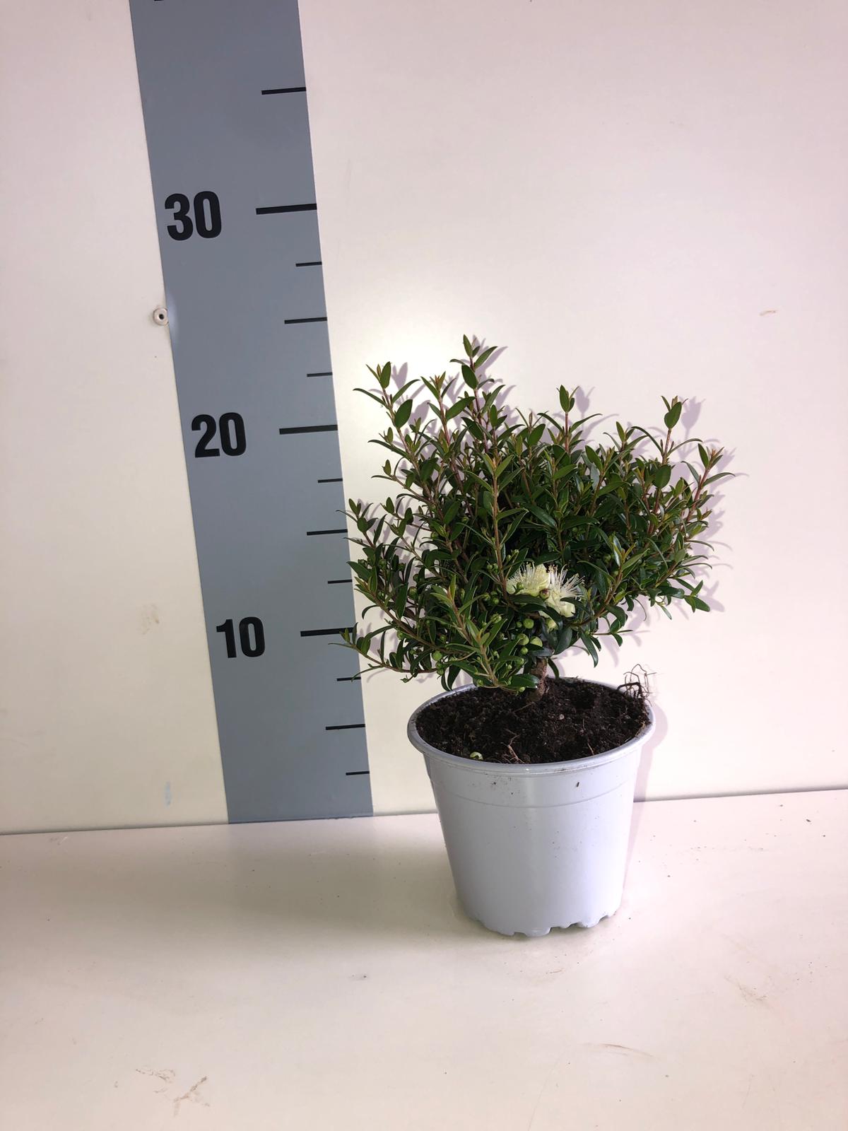 Piantina Cespuglio di Mirto simil-Bonsai - Myrtus Microphylla CERTIFICATA