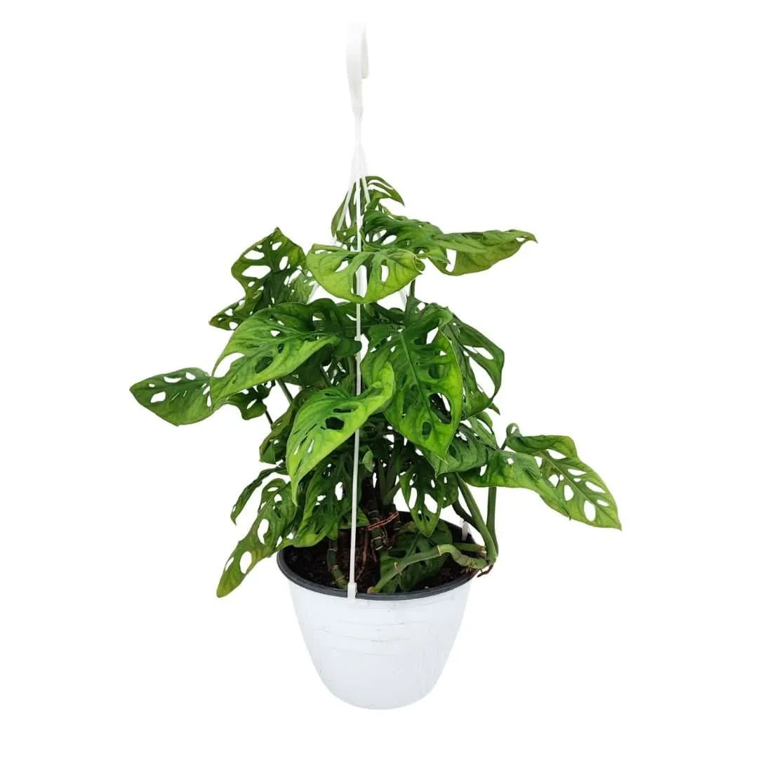 Monstera Monkey Leaf ( Adansonii ) BSK D.18 H.50