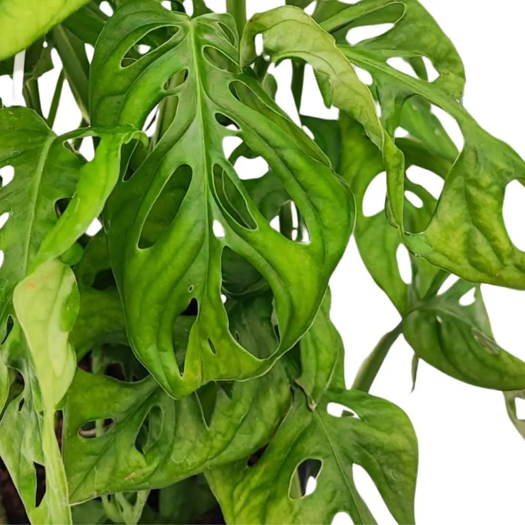 Monstera Monkey Leaf ( Adansonii ) BSK D.18 H.50