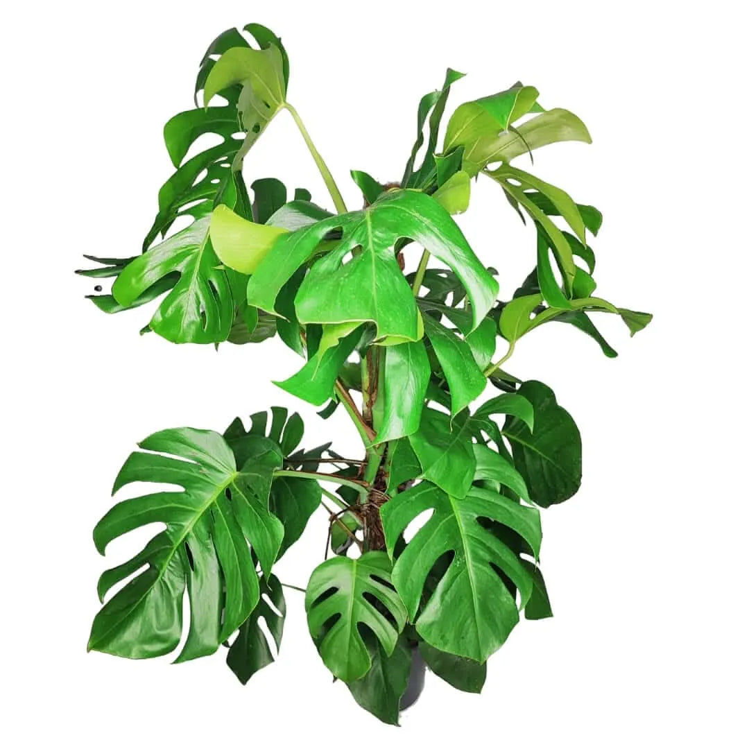 Monstera (Pertusum Grp) Mosspole altezza pianta 120 cm