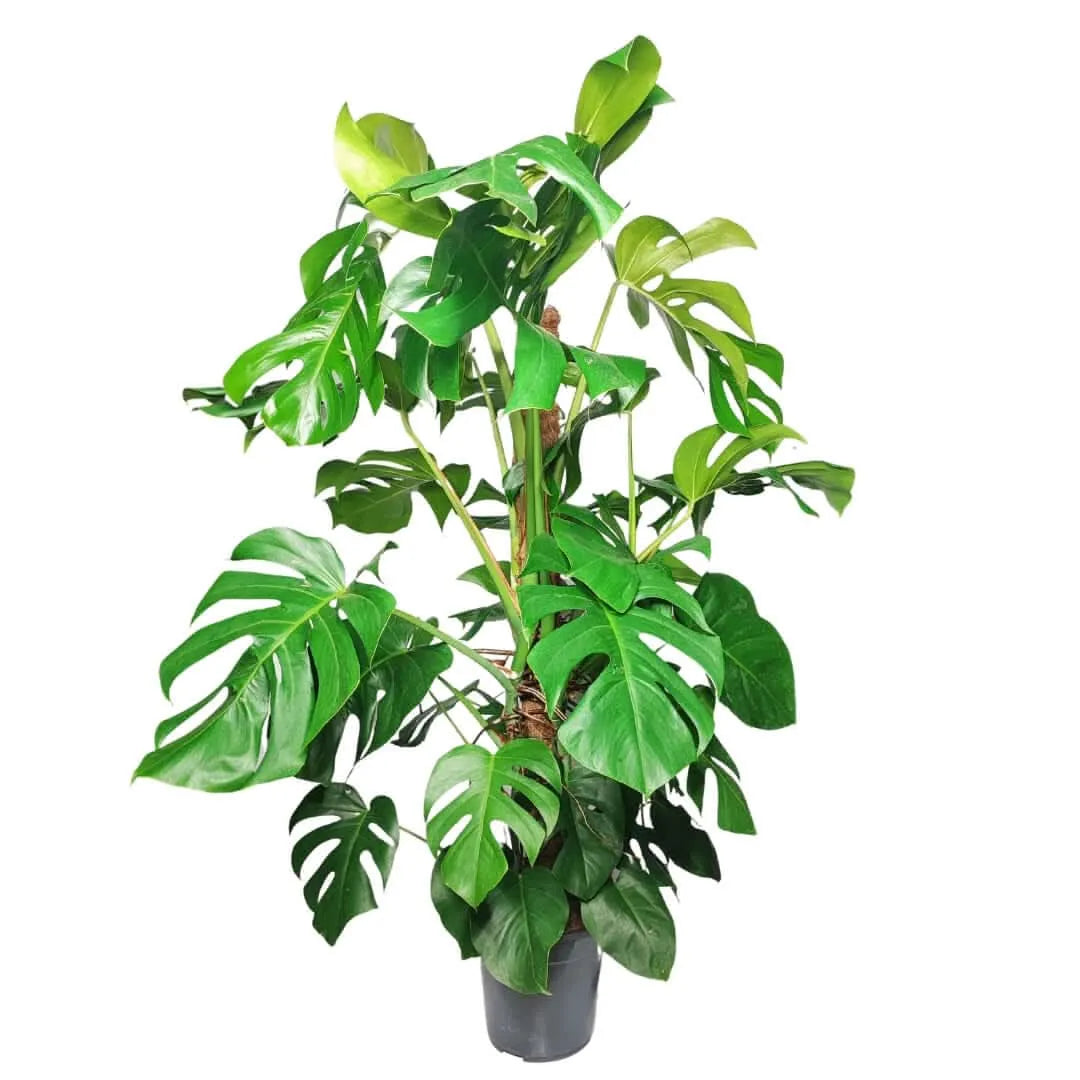 Monstera (Pertusum Grp) Mosspole altezza pianta 120 cm
