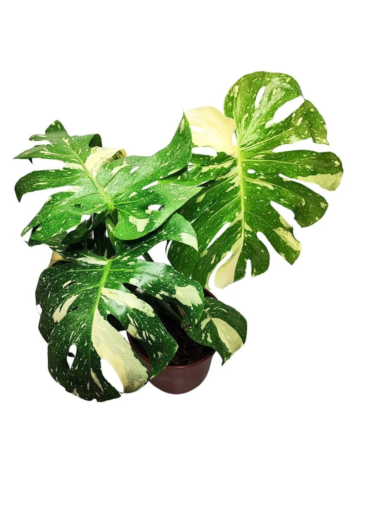 Monstera Thai Constellation - Altezza Pianta 70/80 cm