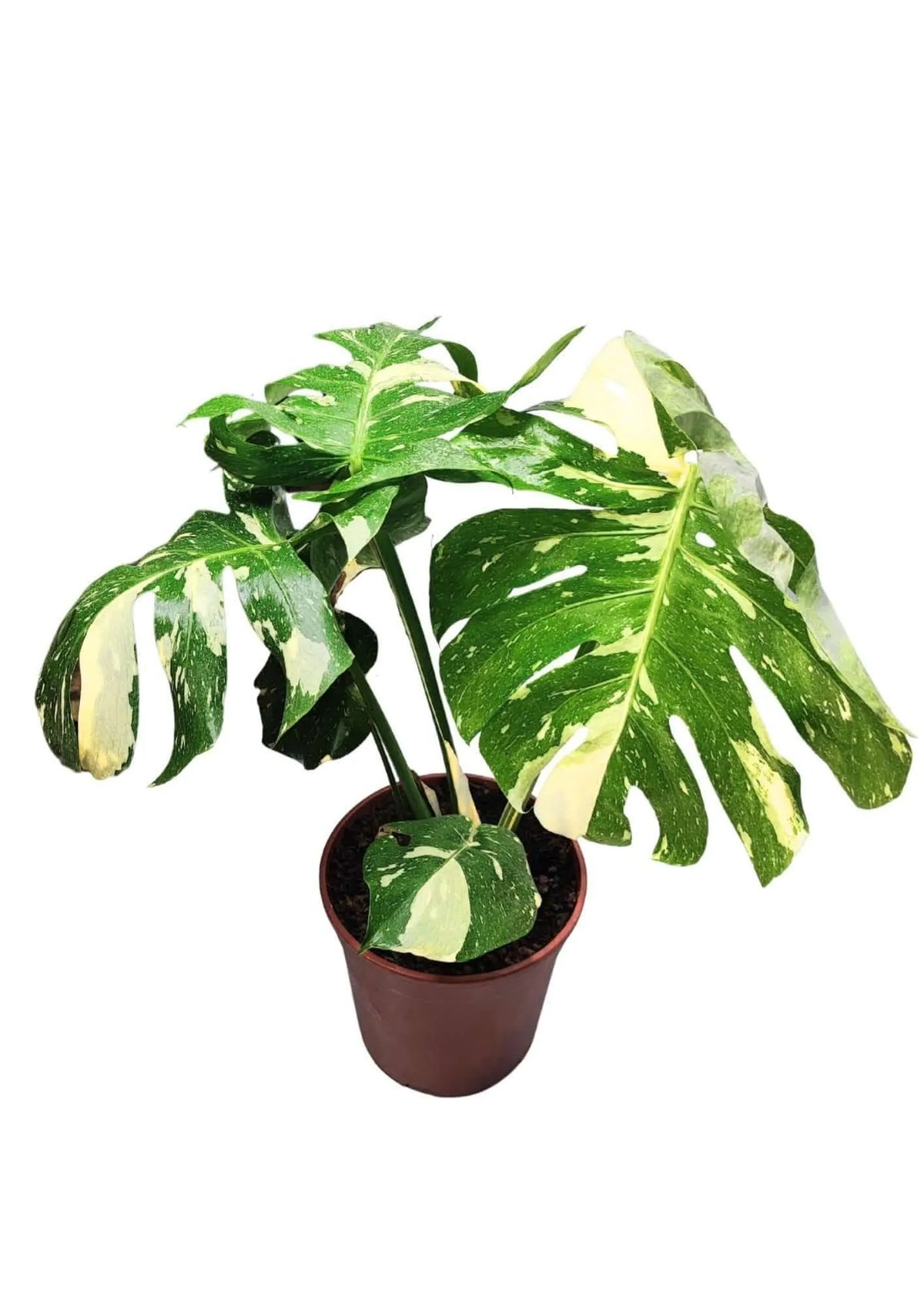 Monstera Thai Constellation - Altezza Pianta 70/80 cm