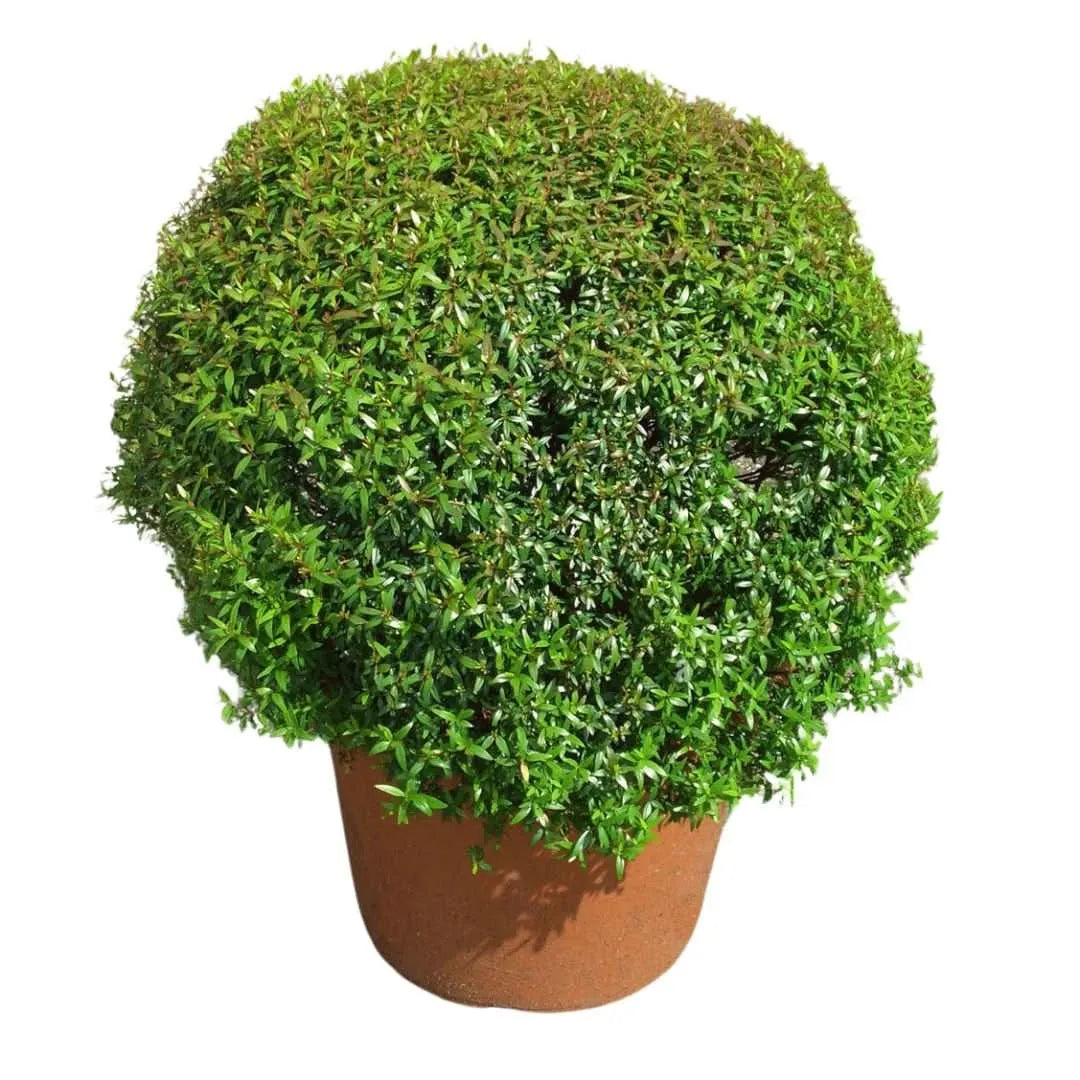 Myrtus communis microphylla