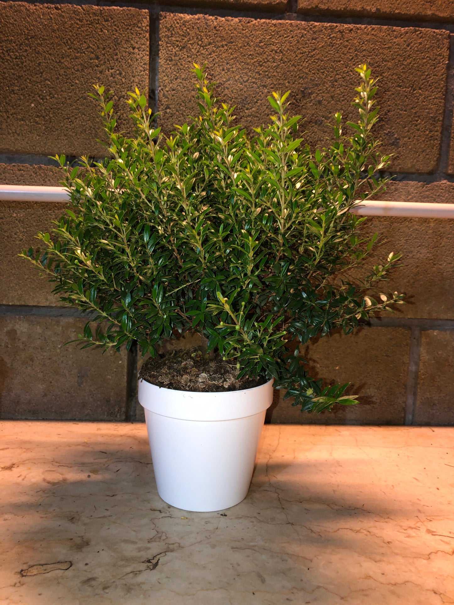 Piantina Cespuglio di Mirto simil-Bonsai - Myrtus Microphylla CERTIFICATA