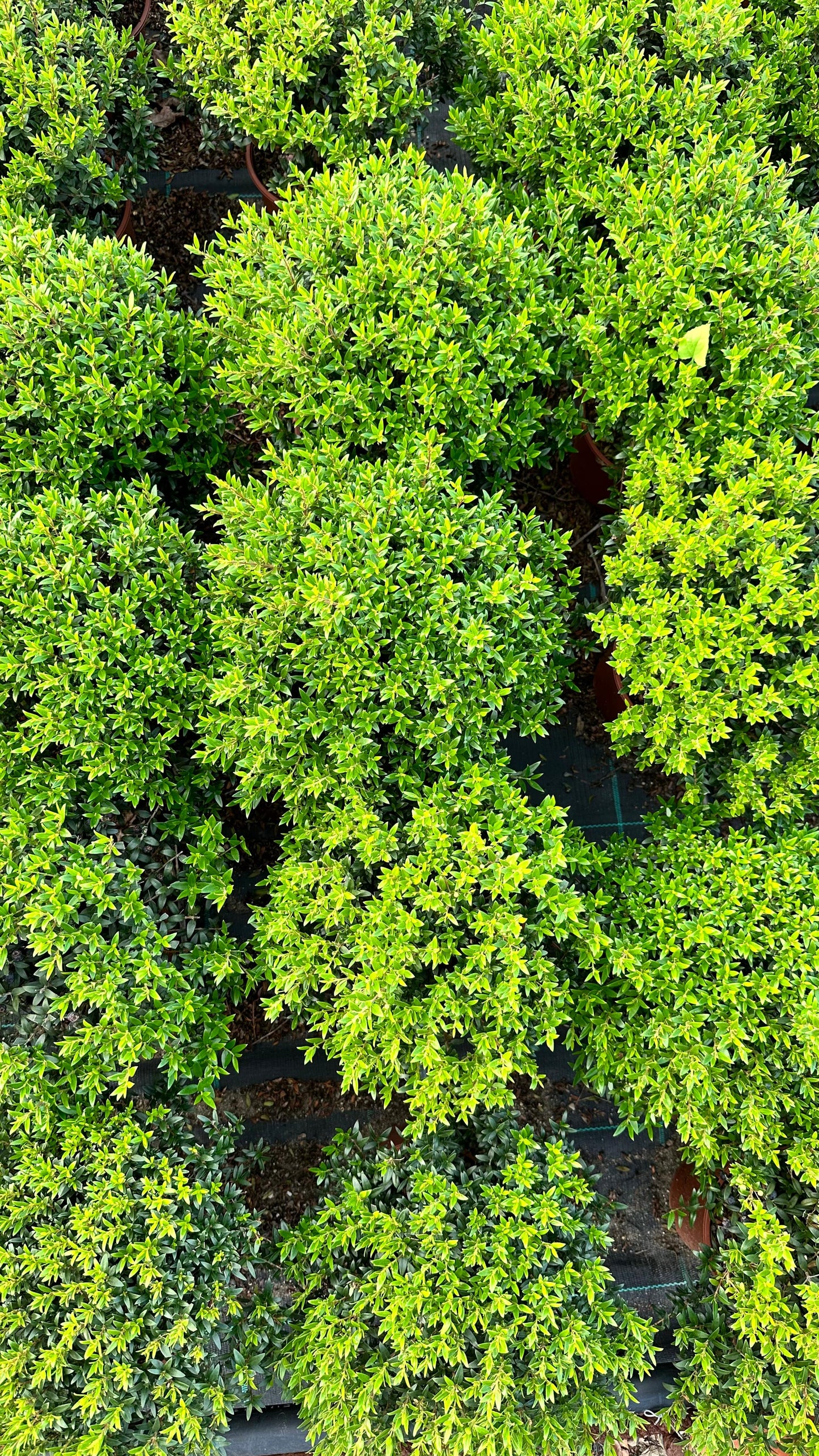 Piantina Alberello di Mirto - Myrtus Microphylla CERTIFICATA