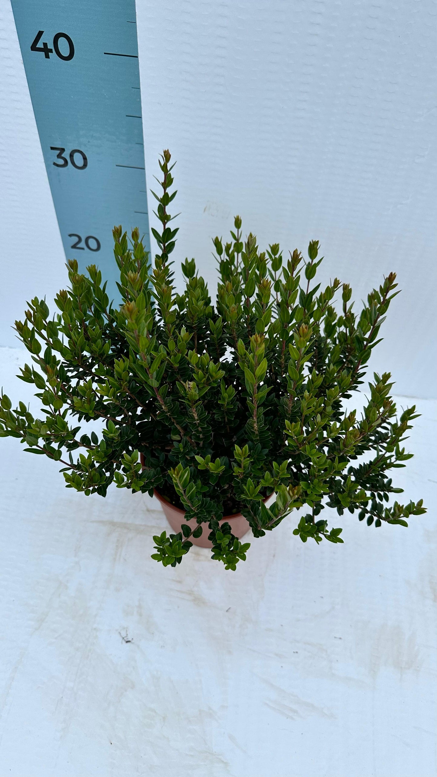 Piantina Cespuglio di Mirto Tarantino simil-Bonsai - Myrtus Communis CERTIFICATA