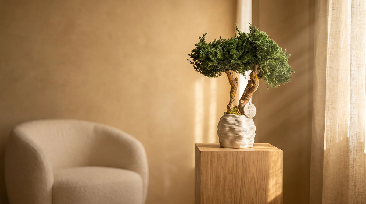 Bonsai Kumori Nagi 38 cm. Ginepro Stabilizzato