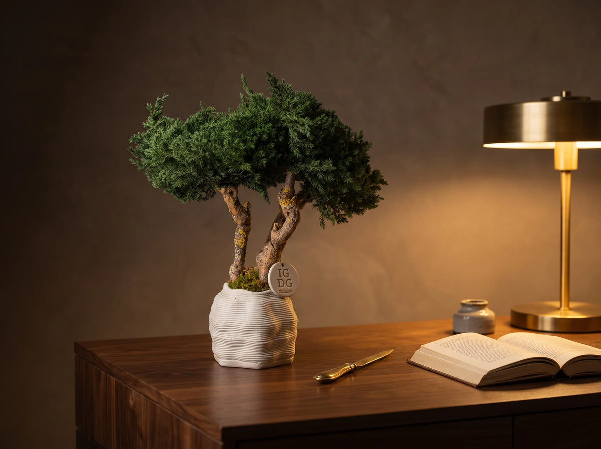Bonsai Kumori Nagi 38 cm. Ginepro Stabilizzato