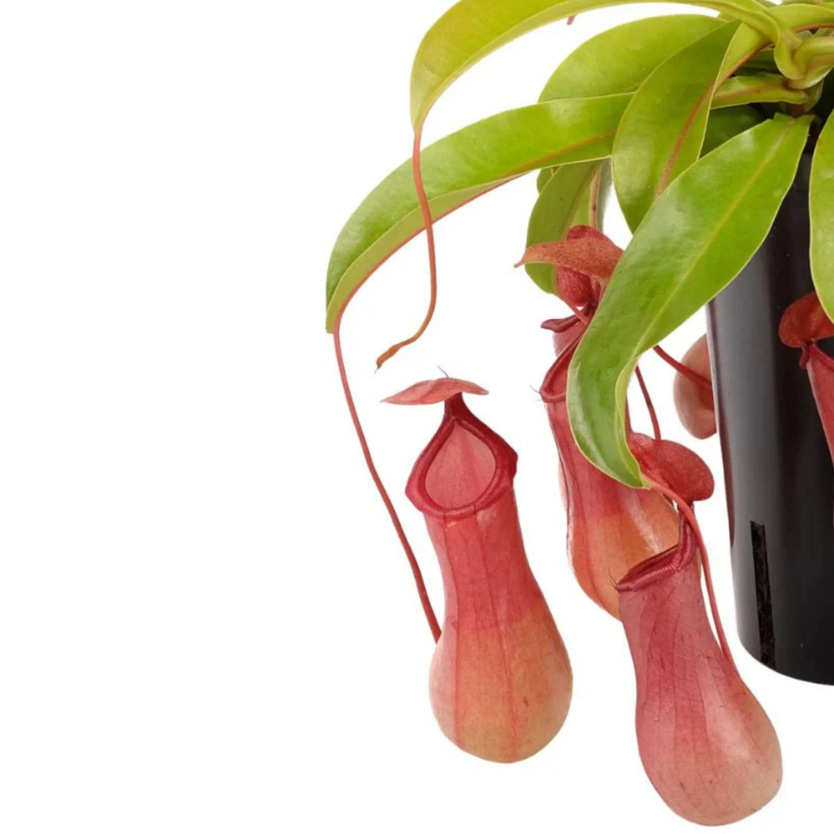 Nepenthes Bloody Mary Hanging altezza pianta 30 cm diametro vaso 12 cm