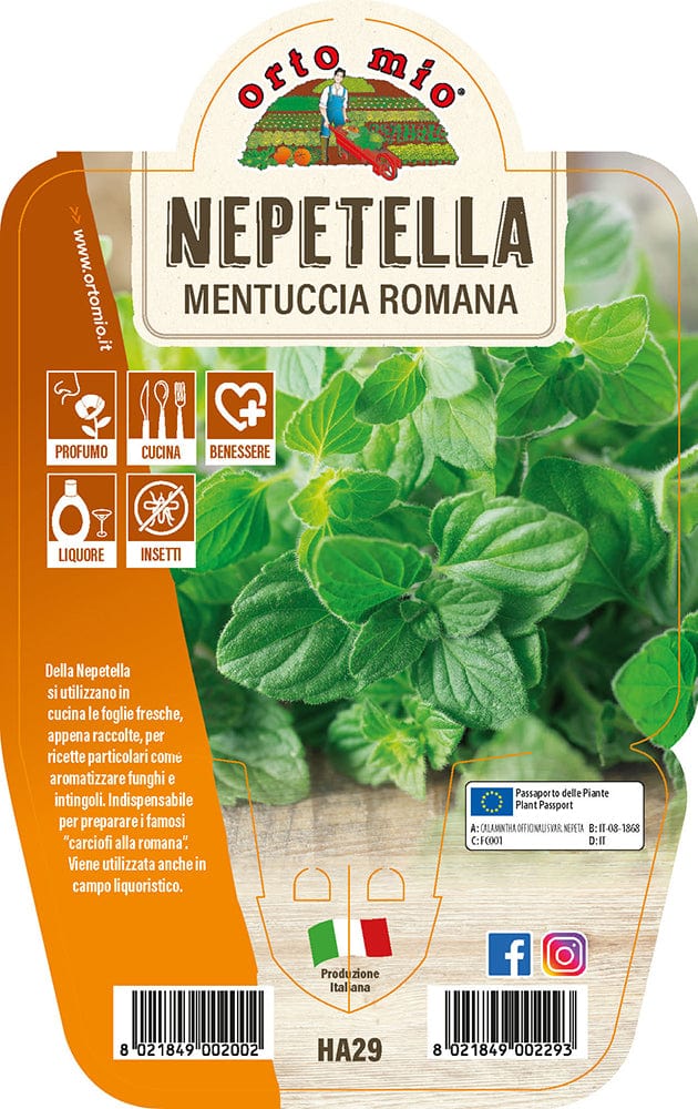 Nepetella o Mentuccia Romana - 1 pianta v.14 cm - Orto Mio