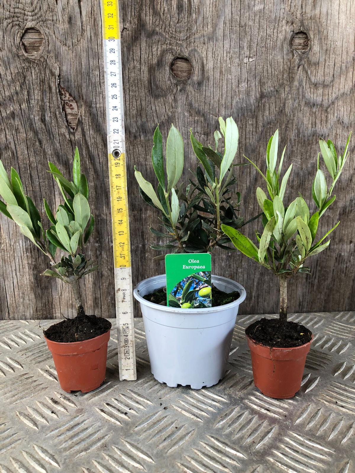 Set mini Piantine bomboniere v5,5cm/v6,5cm simil Bonsai di Ulivo cipressino CERTIFICATE