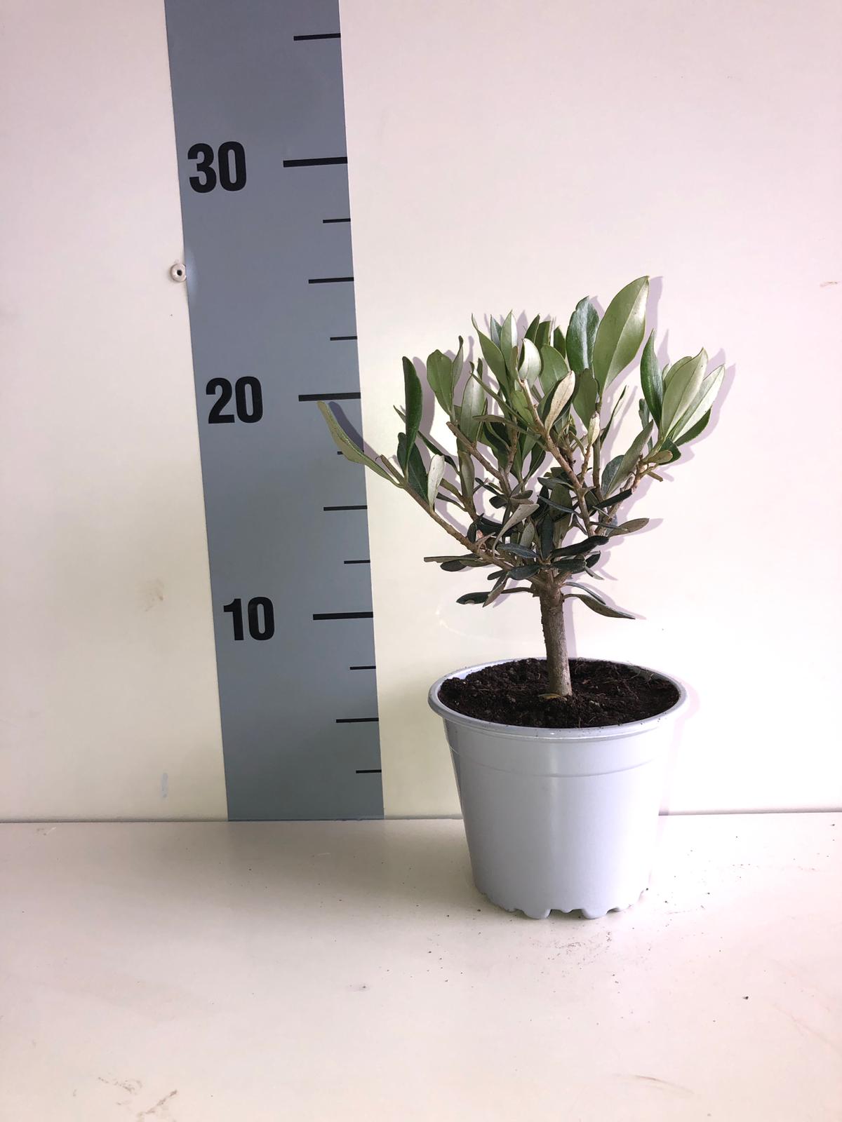 Set Piantine Ulivo bomboniere v10cm simil Bonsai cipressino CERTIFICATE