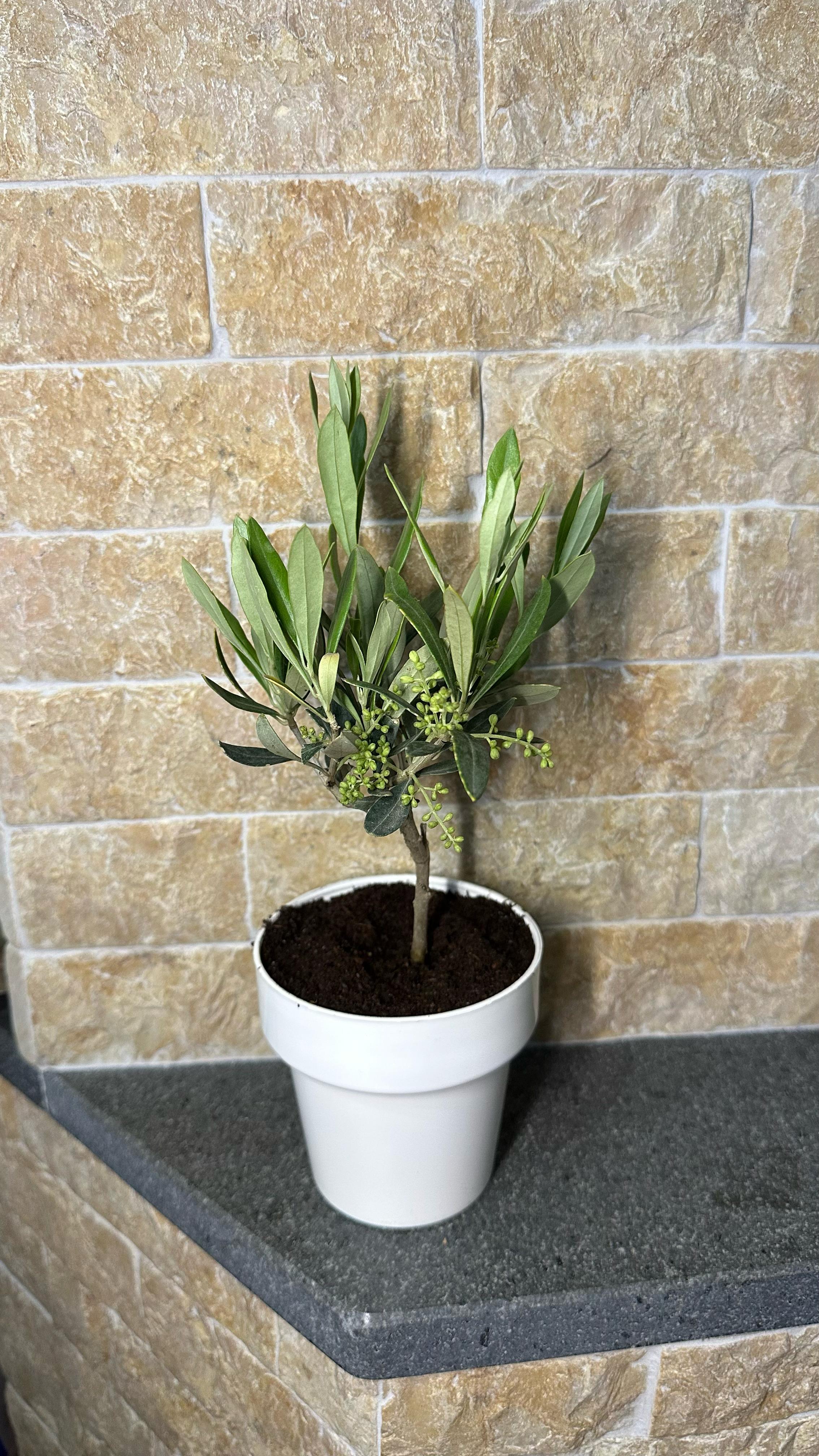 Set Piantine Ulivo bomboniere v10cm colorato simil Bonsai cipressino CERTIFICATE