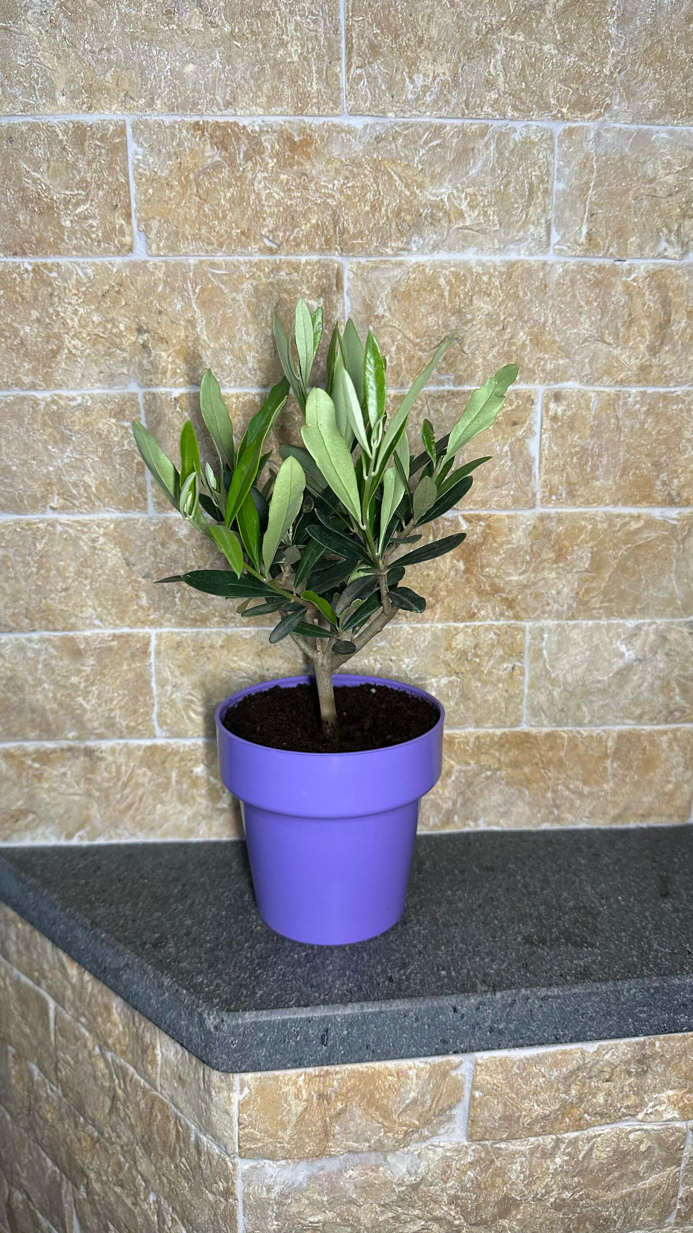 Set Piantine Ulivo bomboniere v10cm colorato simil Bonsai cipressino CERTIFICATE