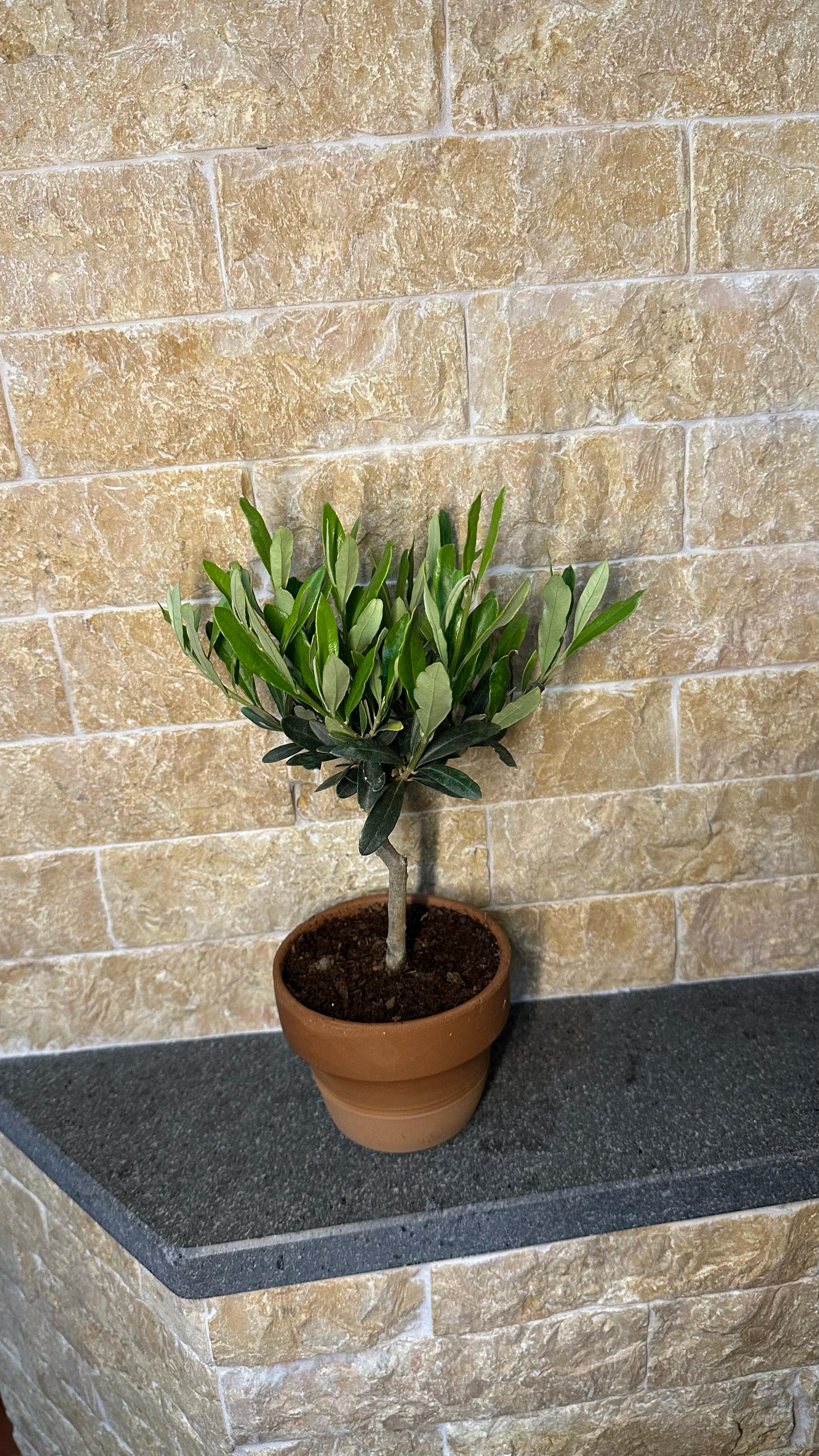 Set Piantine Ulivo bomboniere v11cm Terracotta simil Bonsai cipressino CERTIFICATE